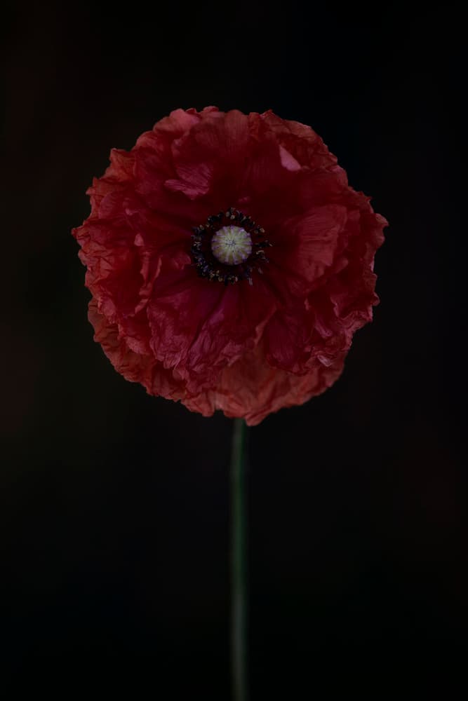 Dramatic Red Poppy by Lotte Grønkjær — canvas wall art
