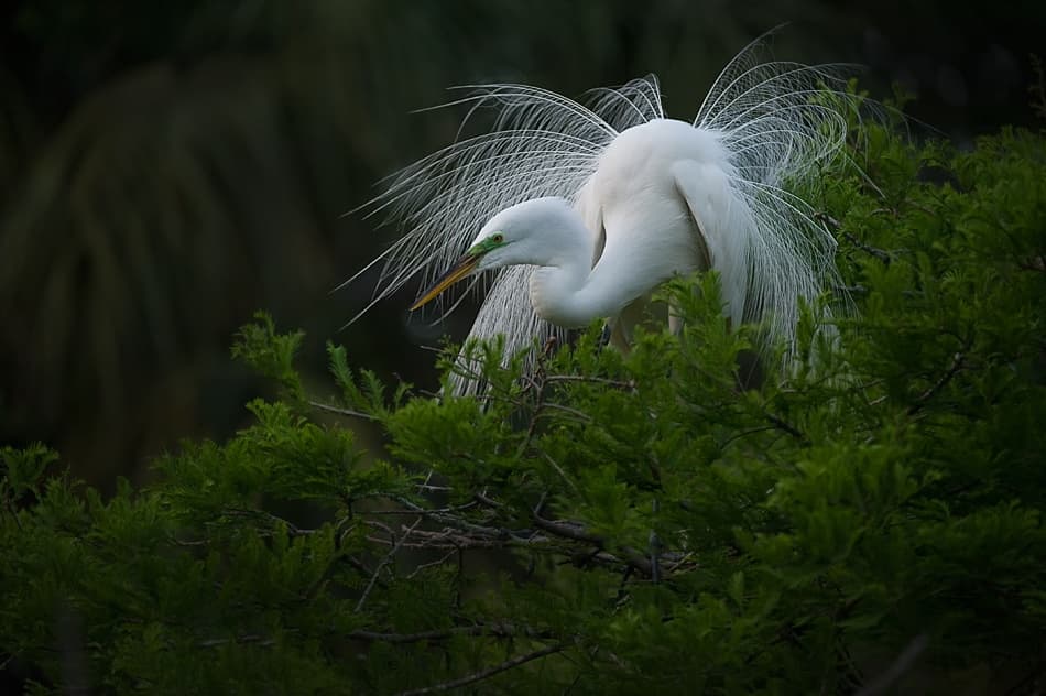Elegant Egret Display by Fabiola Forns — canvas wall art