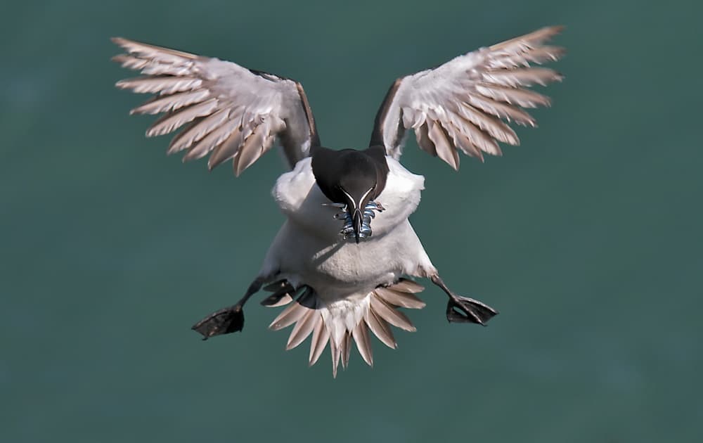 Dynamic Razorbill Flight by Fabiola Forns — canvas wall art