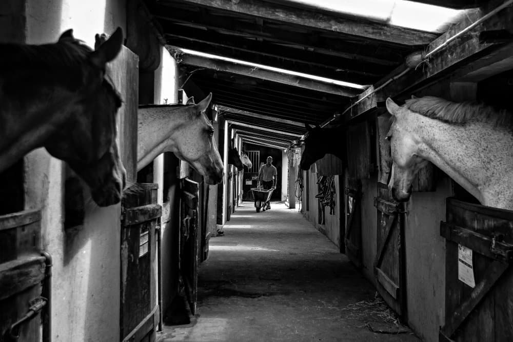Equestrian Stable Scene by Miguel Silva — canvas wall art