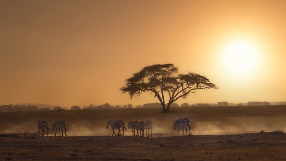Zebras Sunset Safari by joanaduenas — canvas wall art