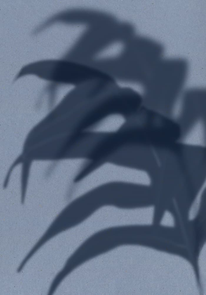 Tropical Leaf Shadows by THE MIUUS STUDIO — canvas wall art