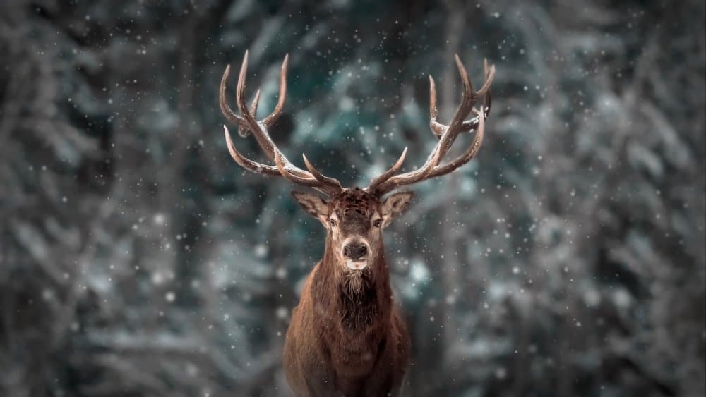 Majestic Winter Stag