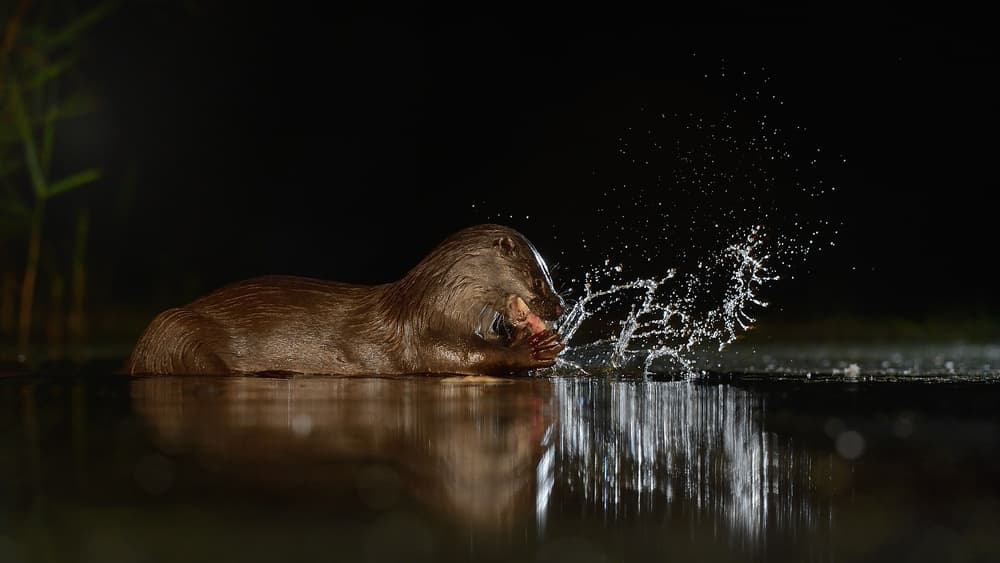 Night Otter Splash by Muriel Vekemans — canvas wall art