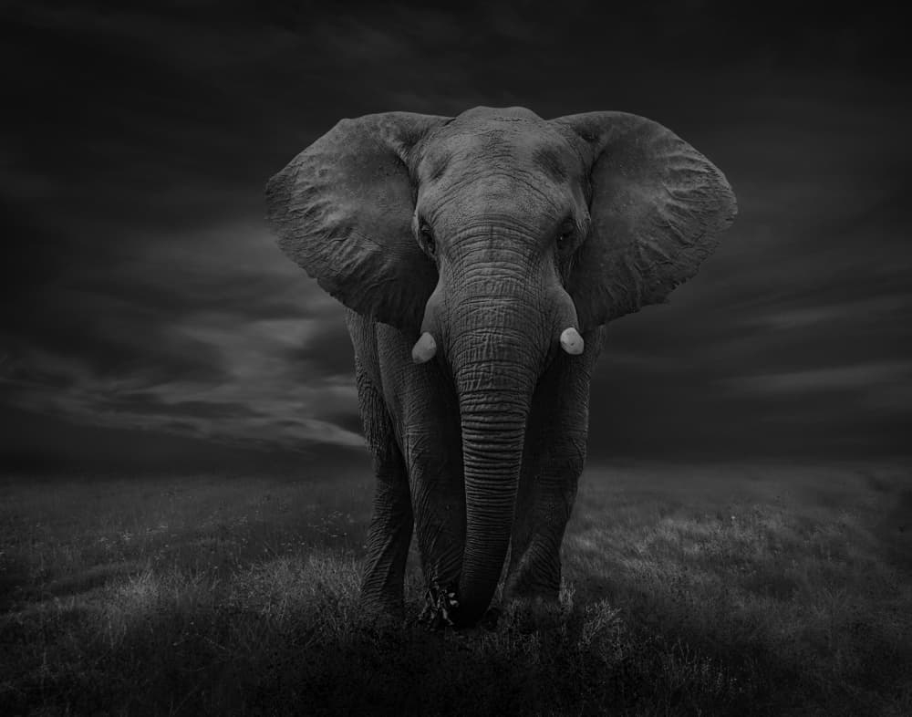 Powerful African Elephant by Krystina Wisniowska — canvas wall art