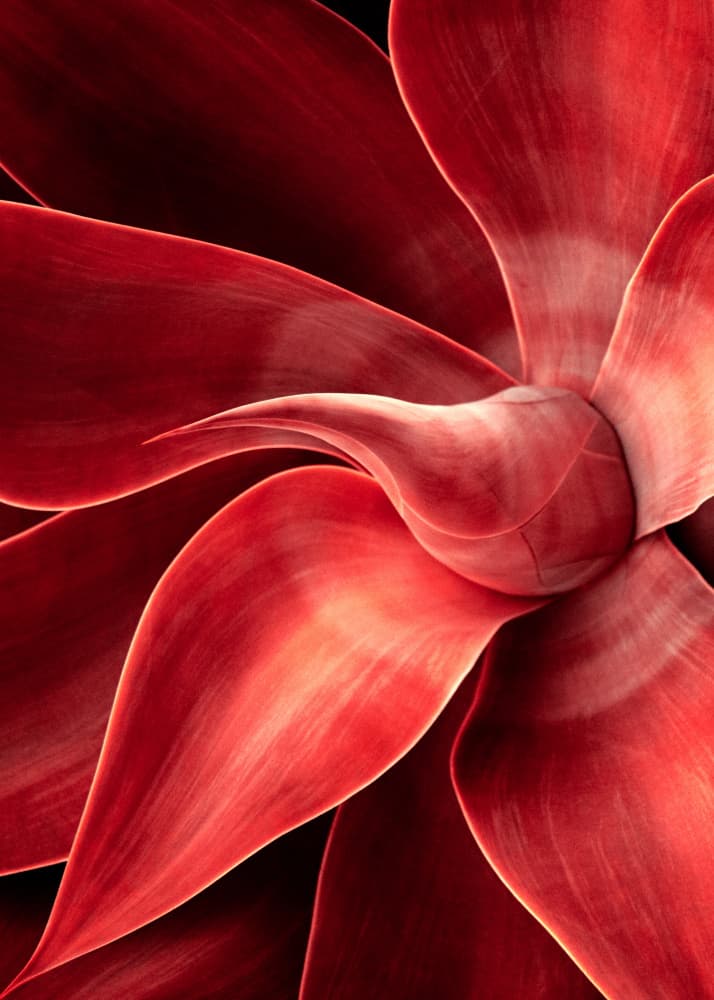 Vibrant Red Succulent by Robin Wechsler — canvas wall art