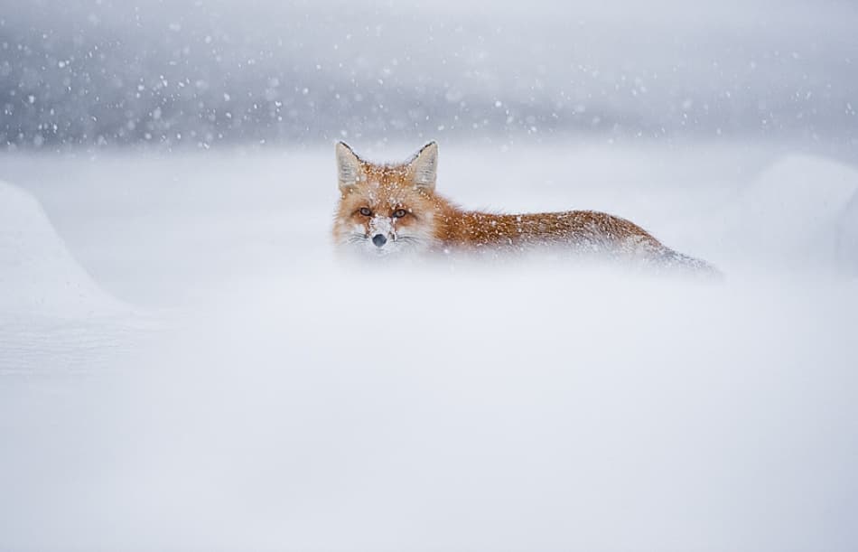 Red Fox In Snow by Fabiola Forns — canvas wall art