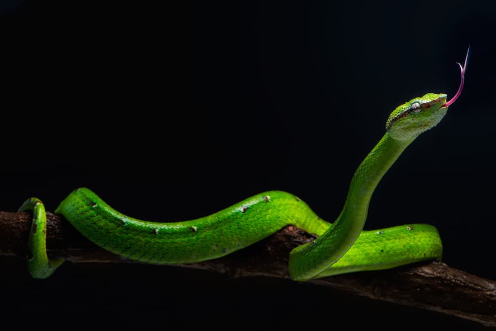 Emerald Viper Flick by Rooswandy Juniawan — canvas wall art