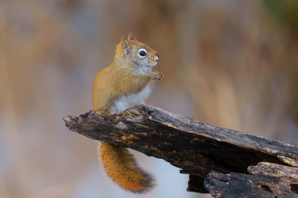 Curious Red Squirrel by Mike He — canvas wall art