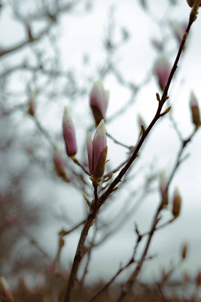 Soft Pink Magnolia Buds by Aimee Giles — canvas wall art