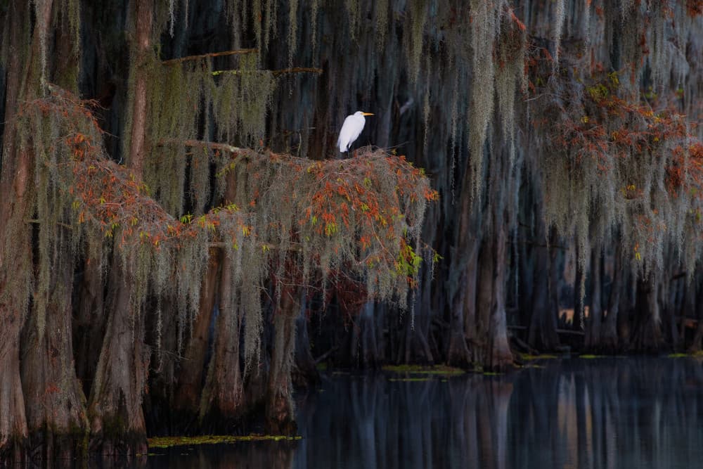 White Egret Cypress Swamp by Luigi Ruoppolo — canvas wall art