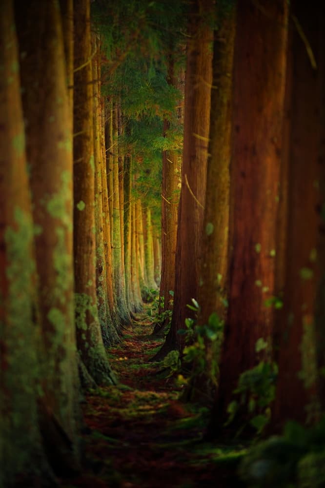 Enchanted Forest Path by Rui Caria — canvas wall art