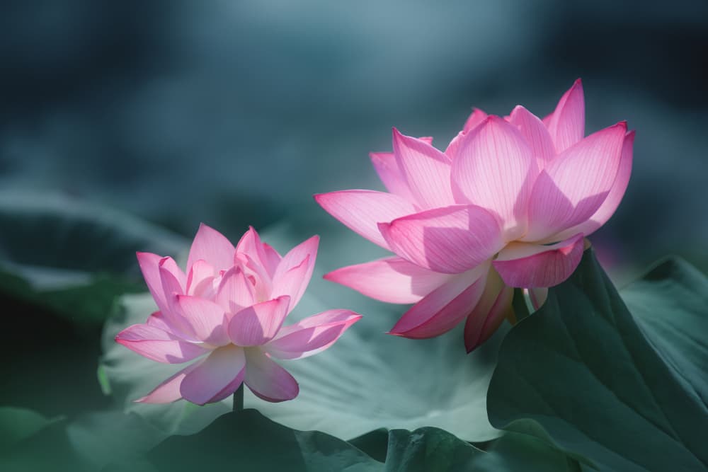 Serene Pink Lotus Blooms by Takashi Suzuki — canvas wall art