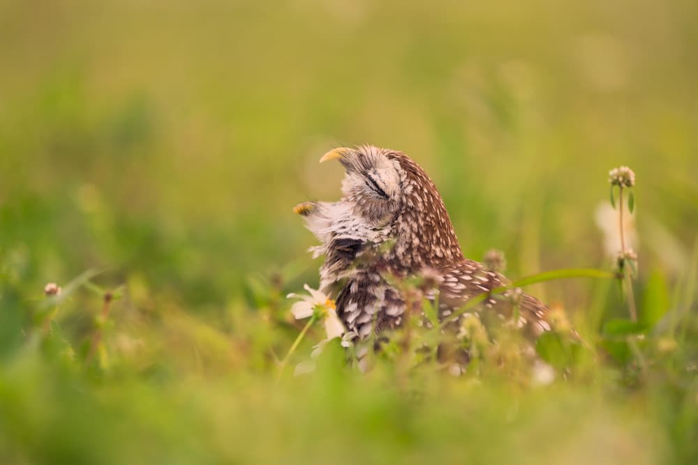 Little Owl's Yawn by John Fan — canvas wall art
