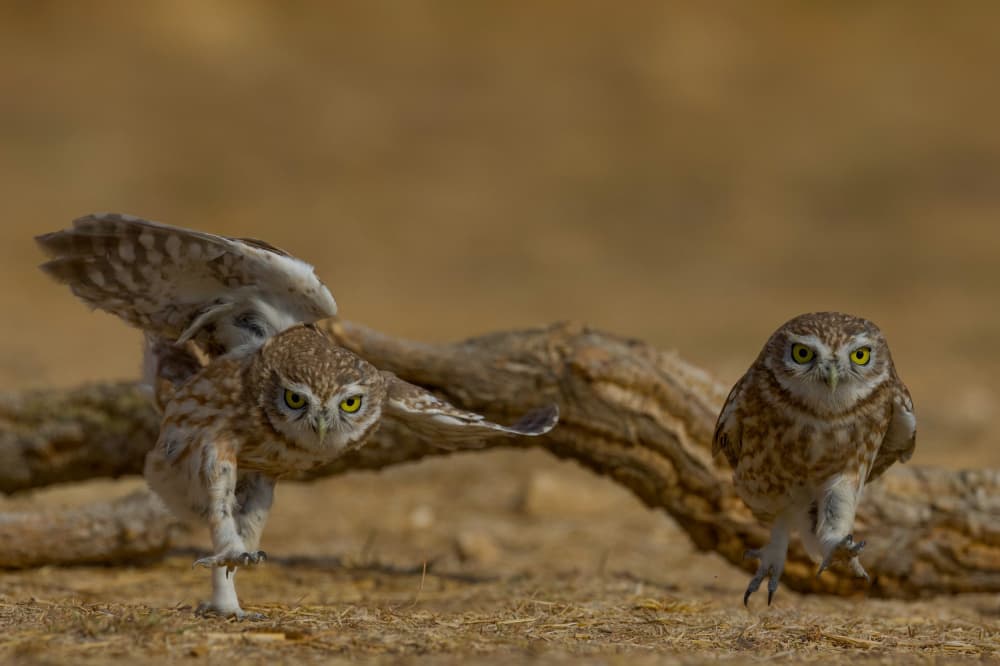 Burrowing Owls in Motion by David Manusevich — canvas wall art