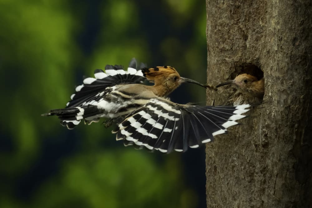 Hoopoe Feeding Chick by Sita Gramich — canvas wall art