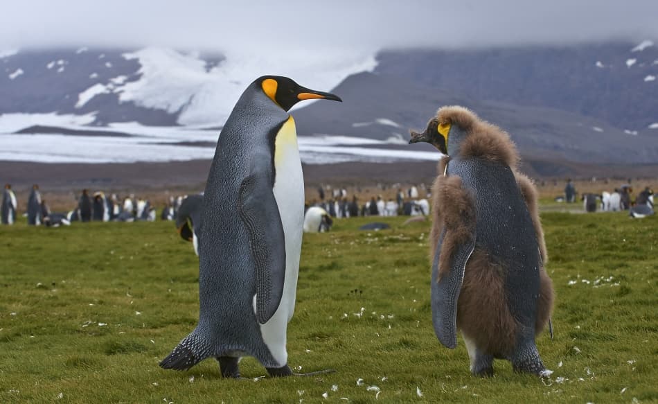 King Penguin and Chick by Sergey Kokinskiy — canvas wall art