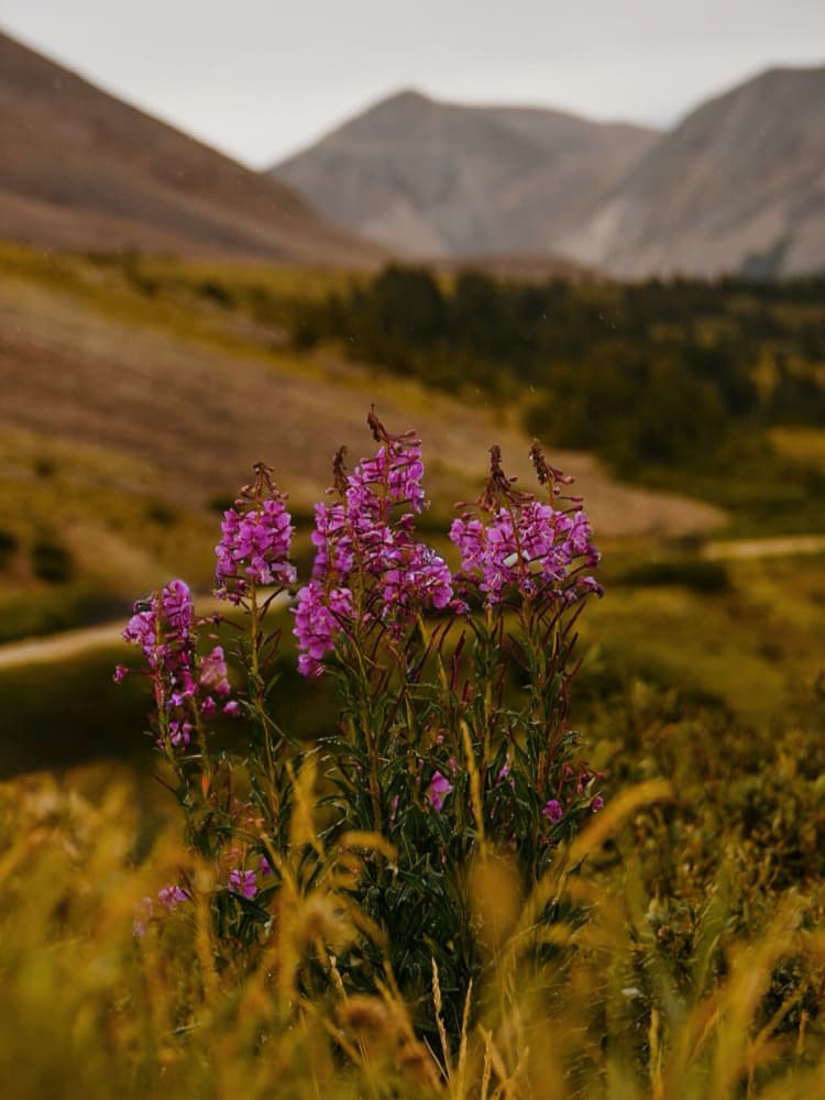 Wild Mountain Blooms by Del Mundo Imagery — canvas wall art