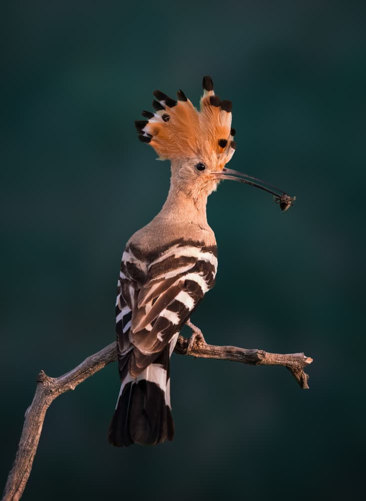 Elegant Hoopoe Perched by Vicki Lai — canvas wall art