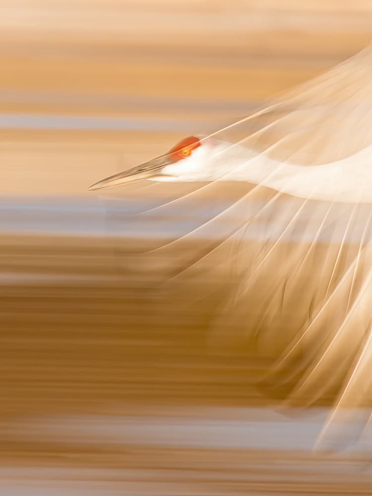Golden Crane Flight by Qingsong Wang — canvas wall art