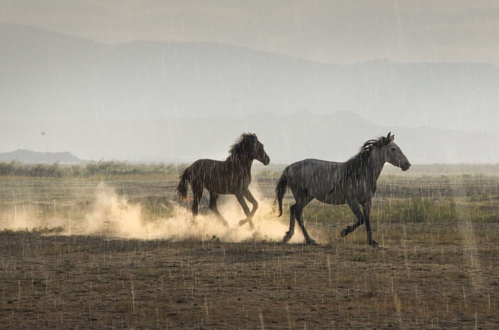 Wild Horses In Rain by Emir Bagci — canvas wall art