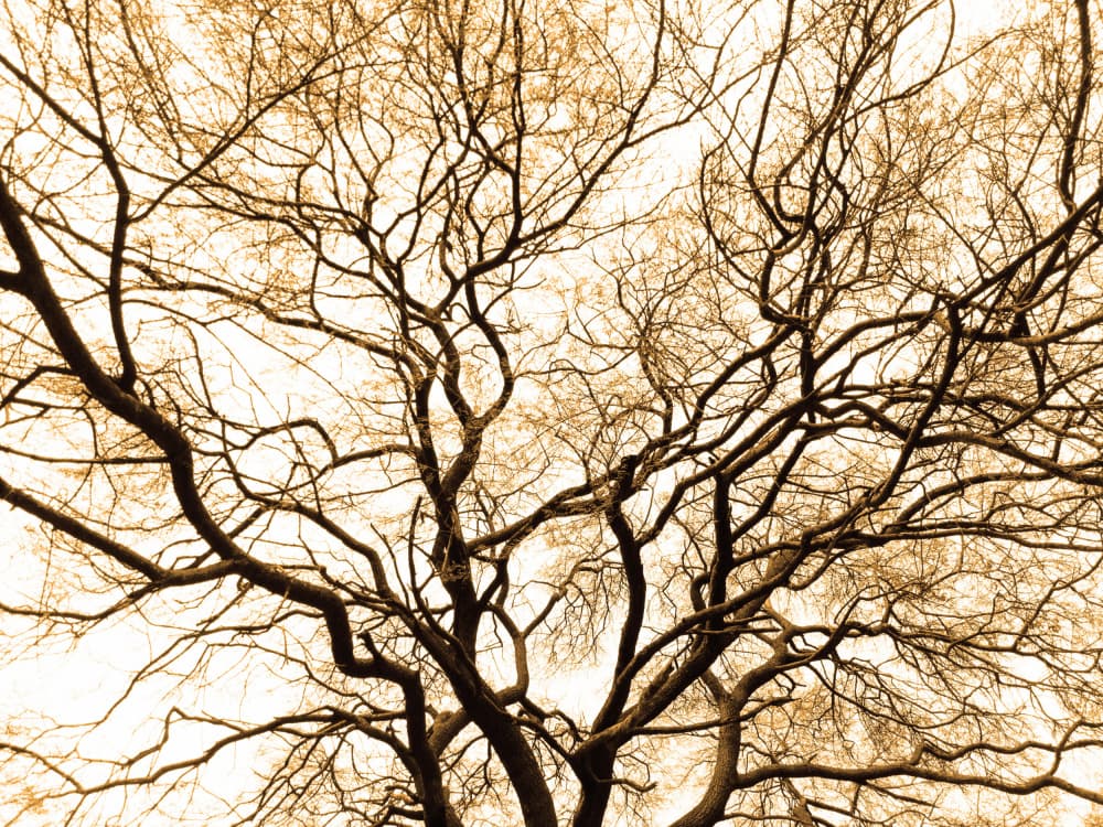 Sepia Winter Branches by Santhosh ch — canvas wall art