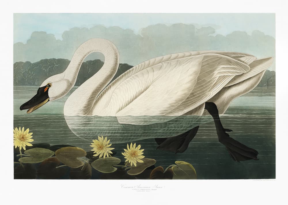 Common American Swan From Birds of America (1827) by John James Audubon — canvas wall art