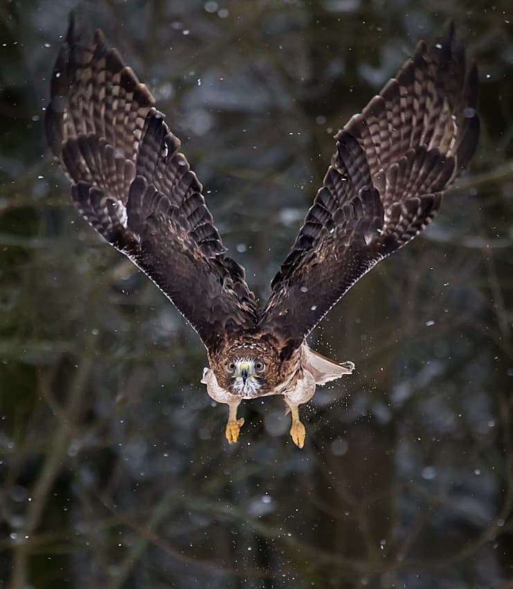 Winter Hawk Flight by Fabiola Forns — canvas wall art