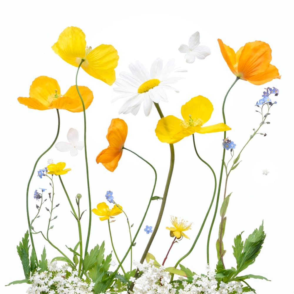 Bright Spring Wildflowers by Sharon Williams — canvas wall art