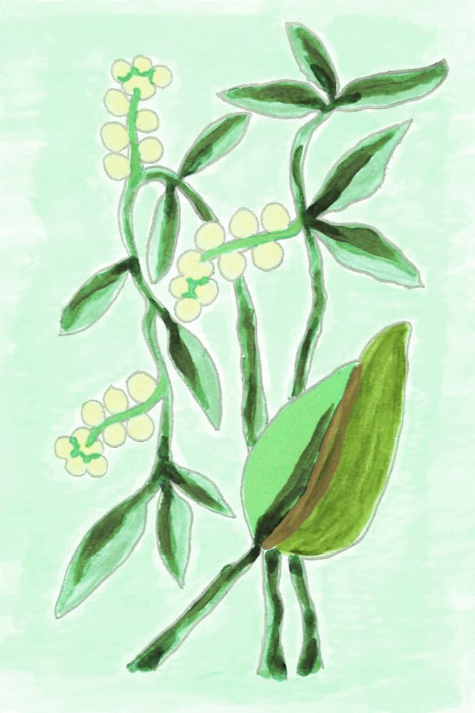 Fresh Botanical Greenery by Lori Ann Folz — canvas wall art