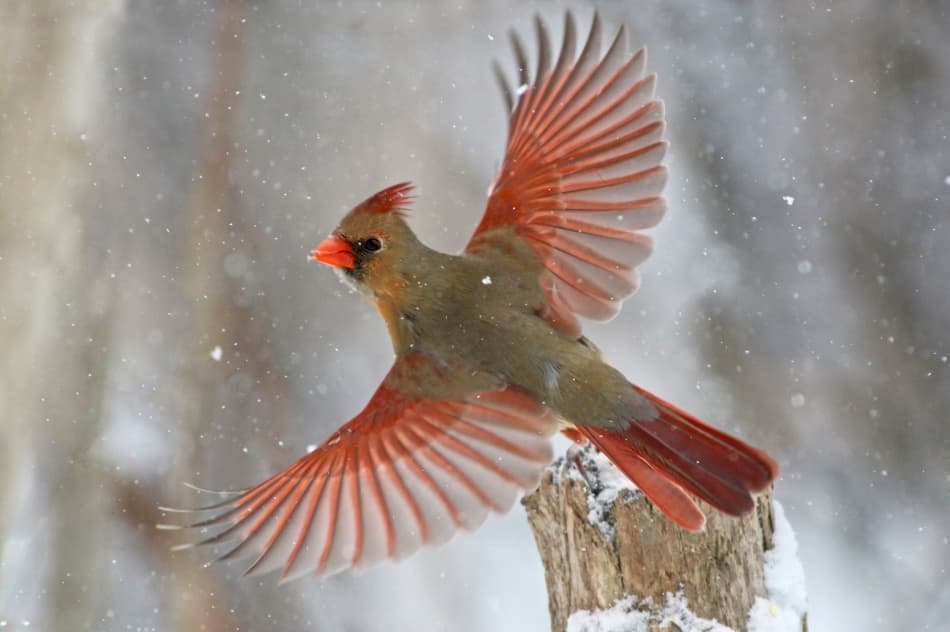 Winter Cardinal Flight by Mircea Costina — canvas wall art