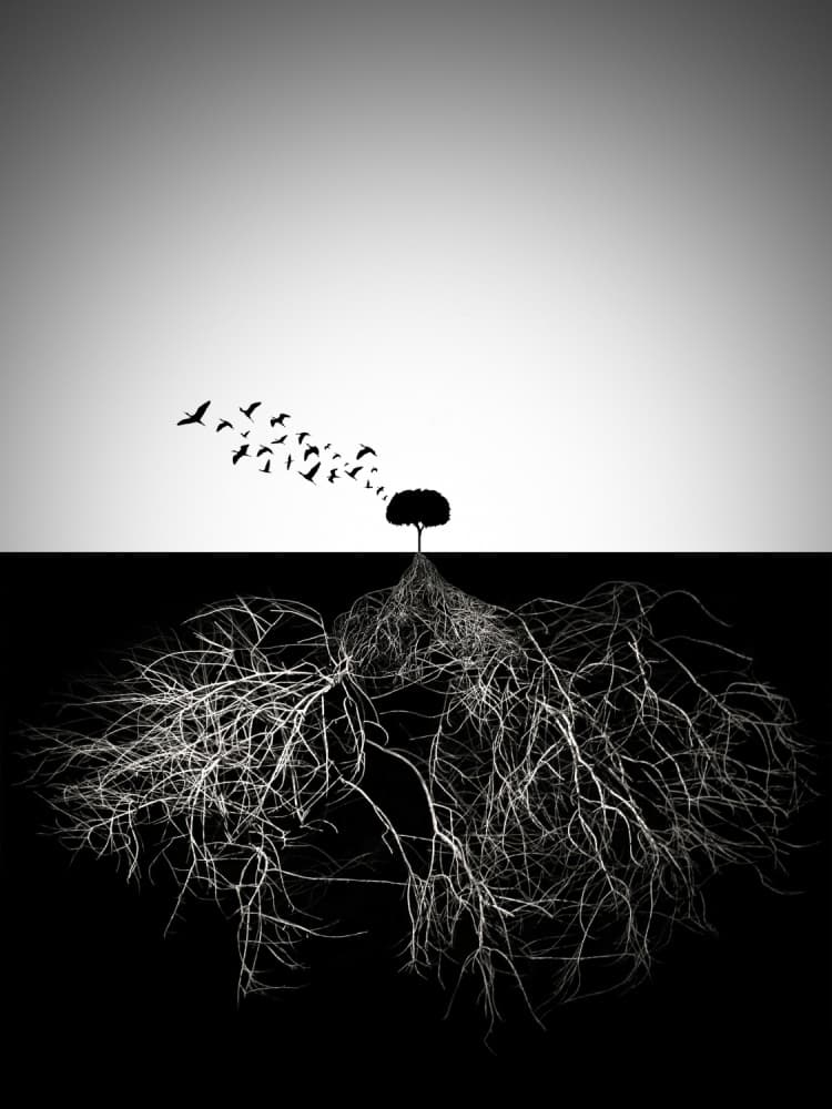 Tree Roots and Flight by Souren  Arslanian — canvas wall art