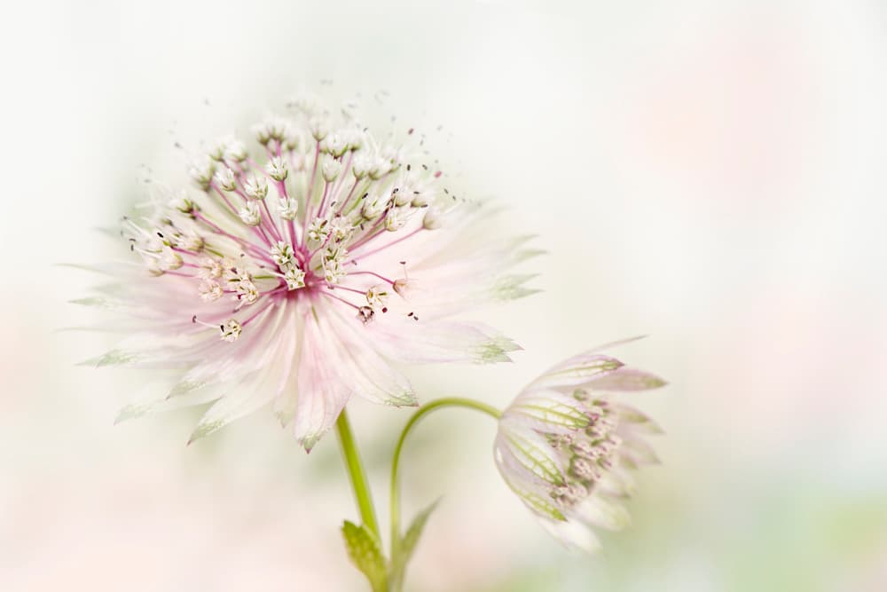 Airy Pink Bloom by Jacky Parker — canvas wall art