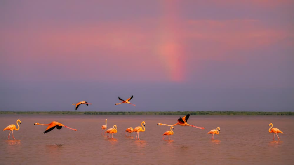 Pink Flamingos Sunset Sky by Jun Zuo — canvas wall art