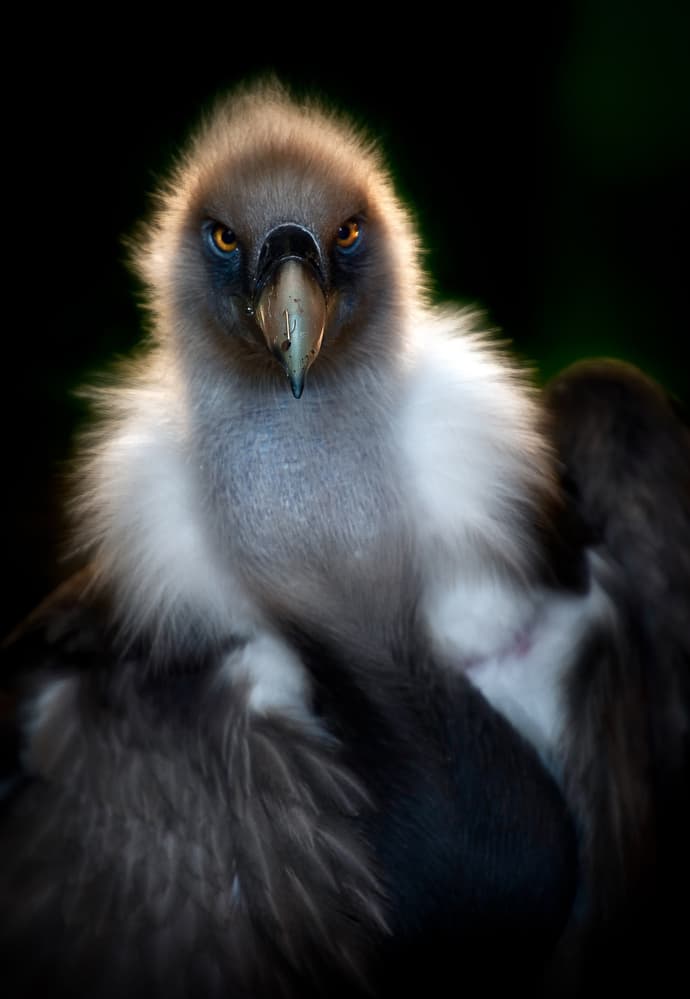 Fierce Vulture Portrait by Santiago Pascual Buye — canvas wall art