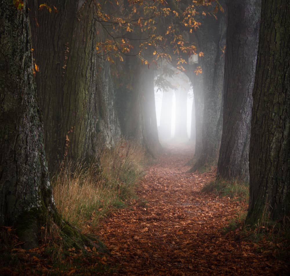 Enchanted Autumn Woods by Zbyszek Nowak — canvas wall art