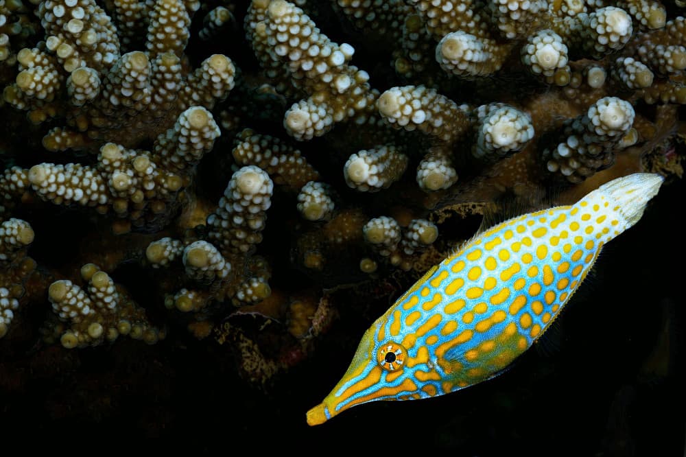 Vibrant Filefish on Coral by Serge Melesan — canvas wall art