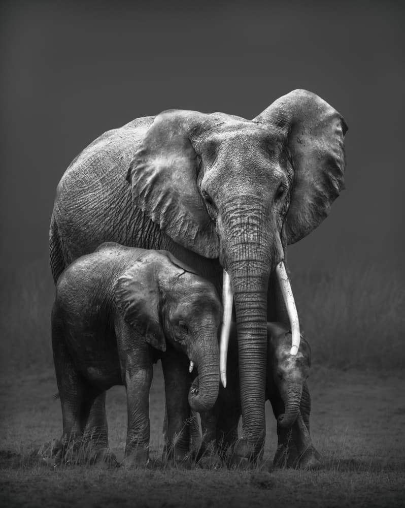 Majestic Elephant Family by MIN LI — canvas wall art