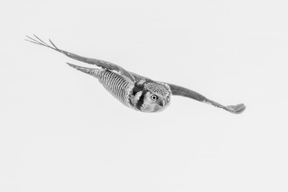 Northern Hawk-Owl Glides by Jun Zuo — canvas wall art