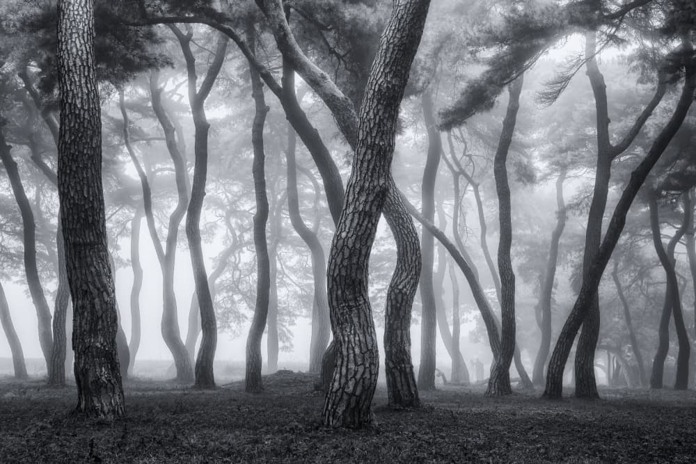 Misty Forest Trees by Tiger Seo — canvas wall art