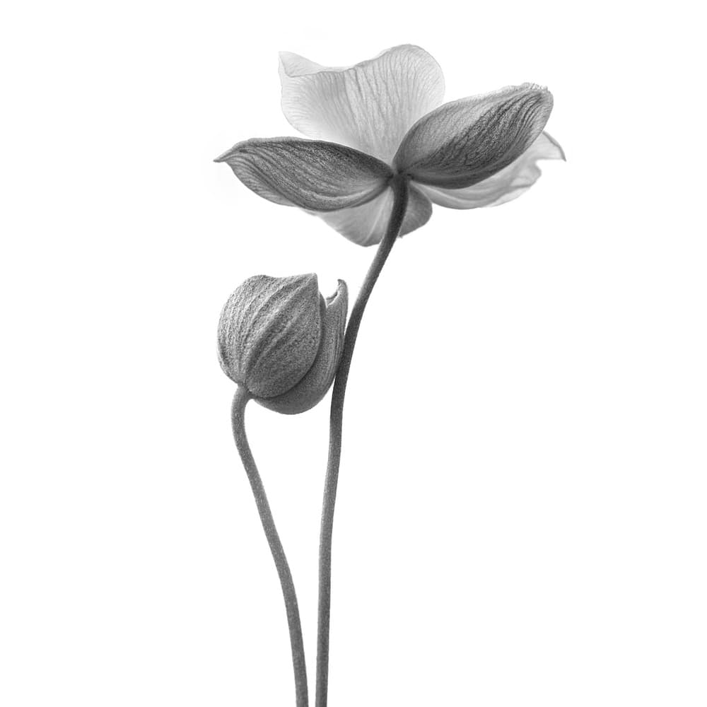 Graceful Bloom Duo by Lotte Grønkjær — canvas wall art