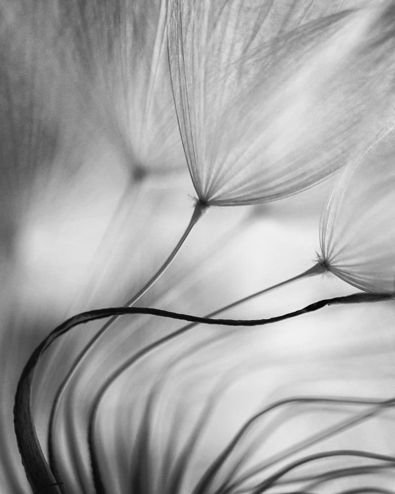 Ethereal Dandelion Whispers by Keren Or — canvas wall art