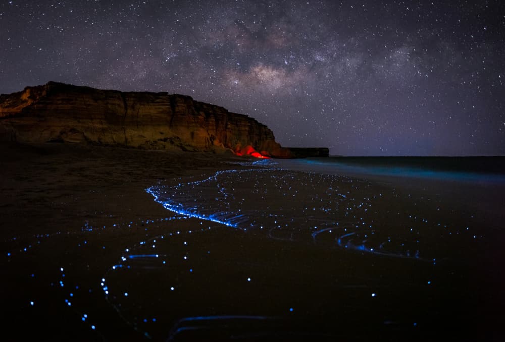 Bioluminescent Night Beach by Khalid Jamal — canvas wall art