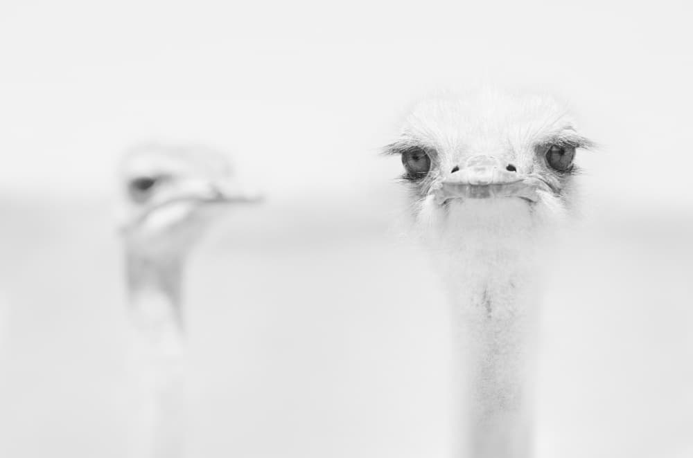 Curious Ostrich Portrait