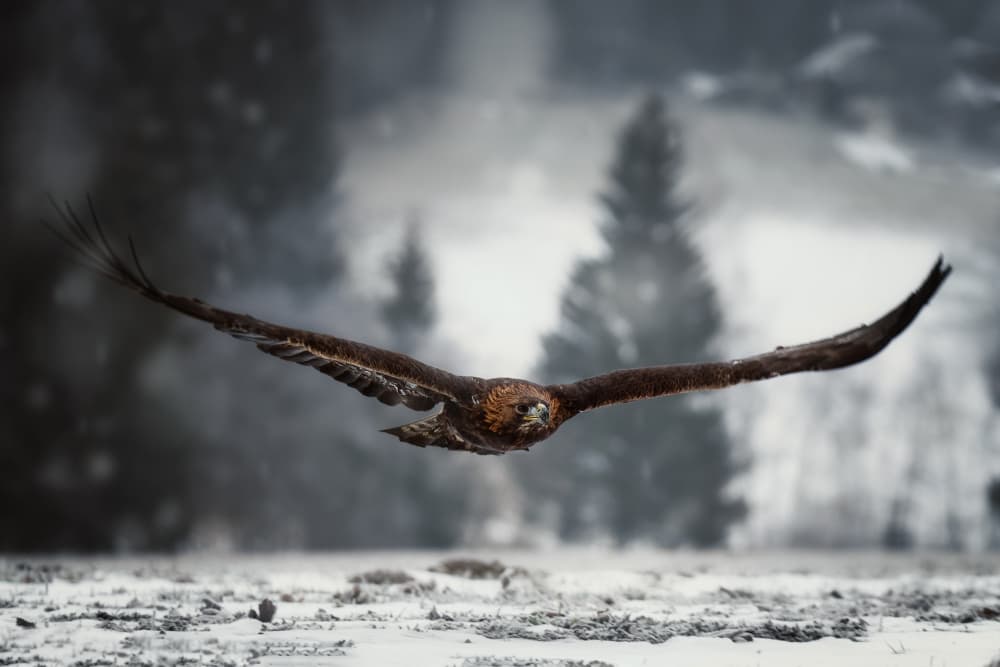 Winter Eagle In Flight by Michaela Firešová — canvas wall art