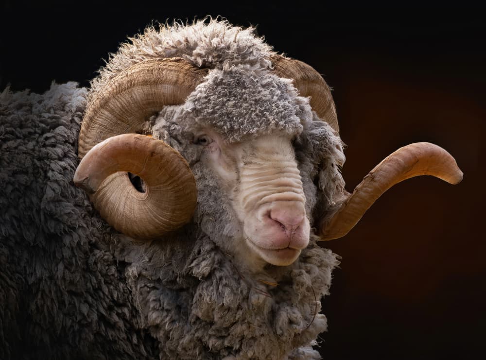Majestic Ram Portrait by Emanuel Papamanolis — canvas wall art