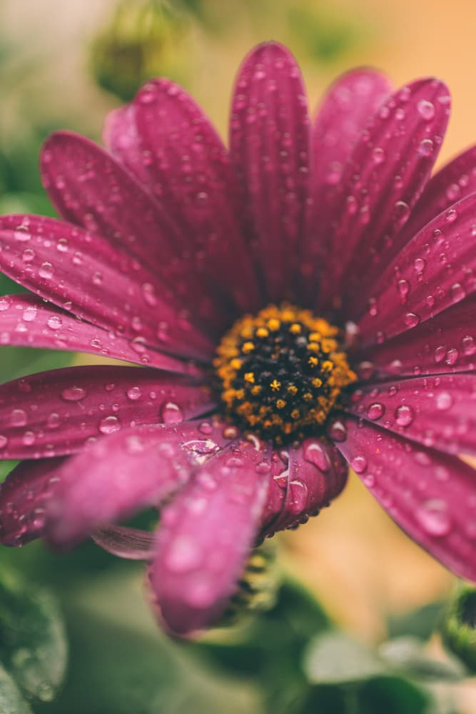 Dew Kissed Purple Flower by Javier Pardina — canvas wall art