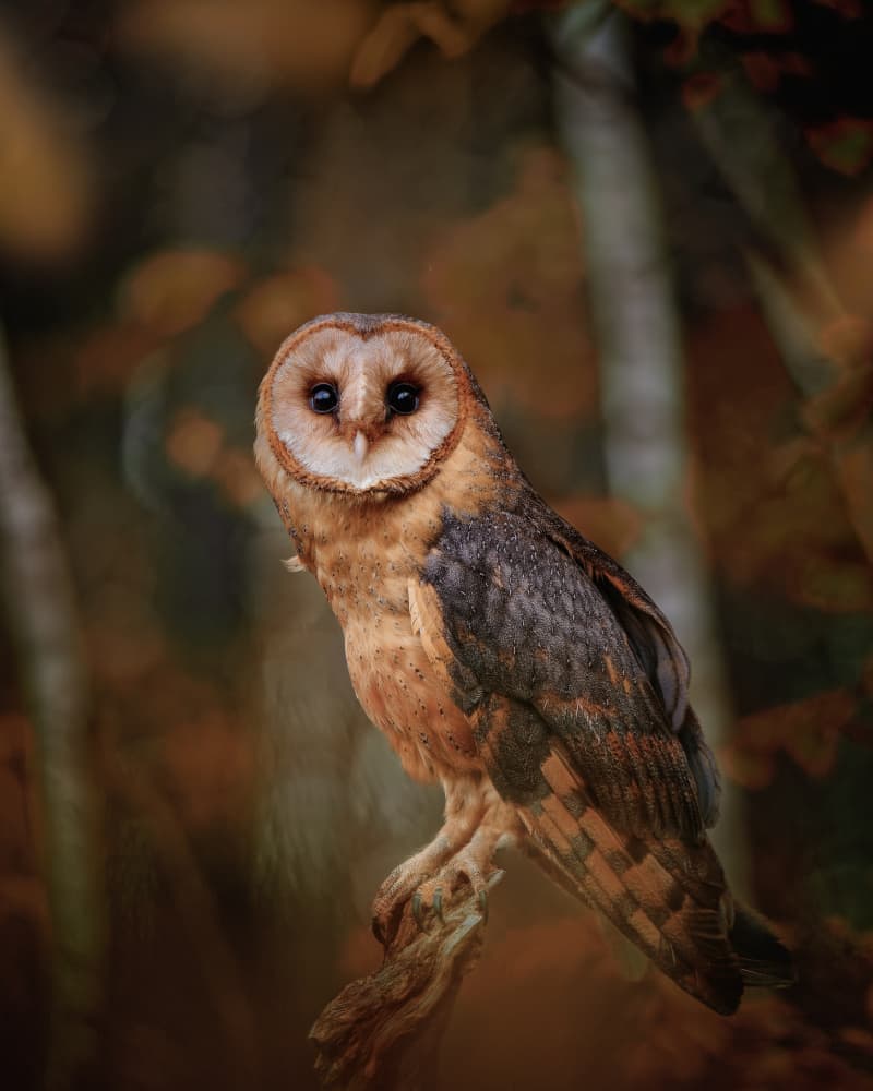 Watchful Barn Owl by Michaela Firešová — canvas wall art