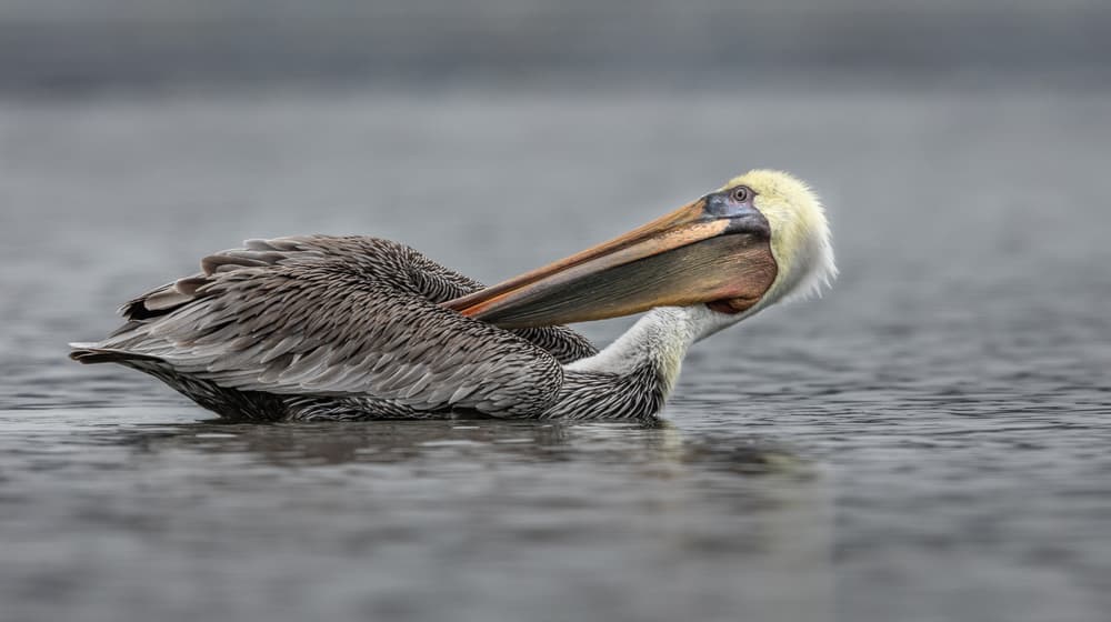 Graceful Pelican Preening by Greg Barsh — canvas wall art