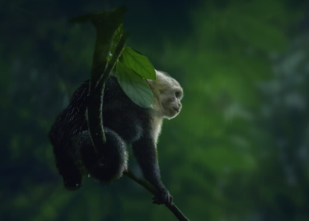 Rainy Jungle Capuchin by Qing Zhao — canvas wall art